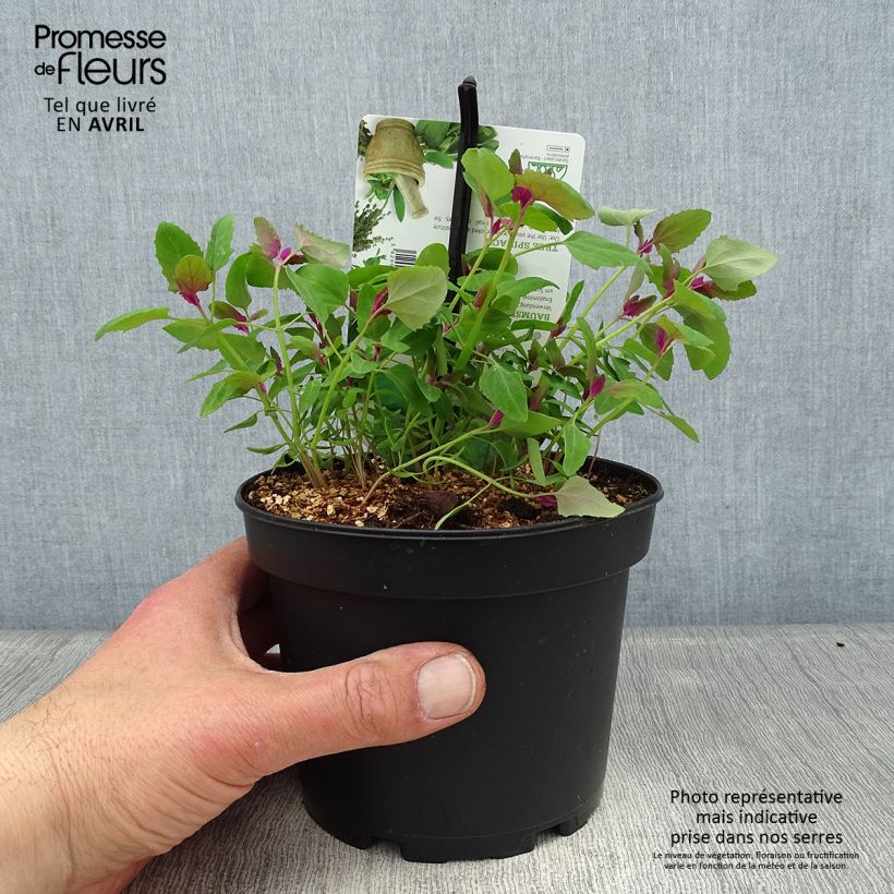 Esimerkki keväällä toimitetusta Jättisavikka - Chenopodium giganteum 1,5 litran / 2 litran kannu-taimesta