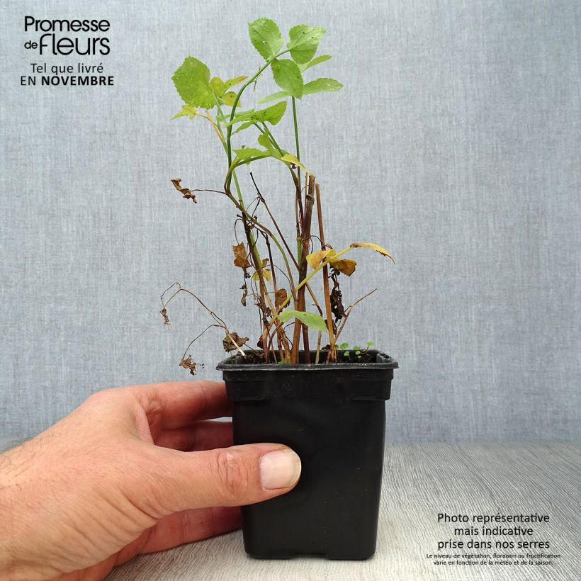 Esimerkki syksyllä toimitetusta Sokerijuuri luomu - Sium sisarum 8/9 cm taimiruukku-taimesta