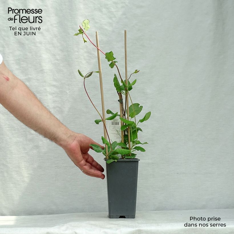 Esimerkki kesällä toimitetusta Tulikuusama Dropmore Scarlet Pot de 2L/3L-taimesta