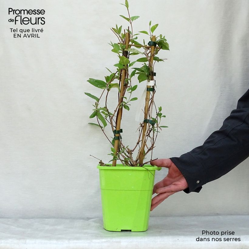 Esimerkki keväällä toimitetusta Japaninköynnöskuusama Mint Crisp Pot de 1,5L/2L-taimesta
