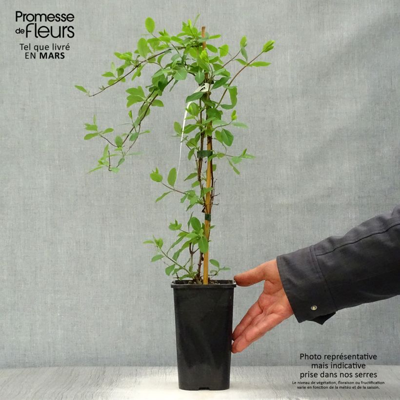 Esimerkki keväällä toimitetusta Koreaköynnöskuusama Mandarin Pot de 1,5L/2L-taimesta