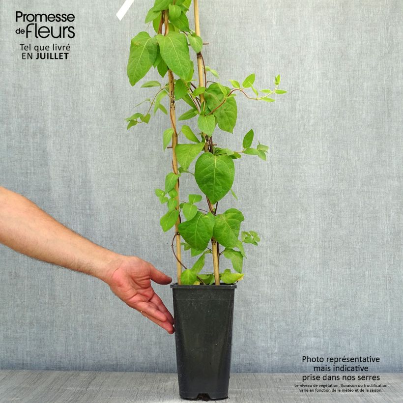 Esimerkki kesällä toimitetusta Myrttikuusama - Lonicera similis var. delavayi Pot de 2L/3L-taimesta