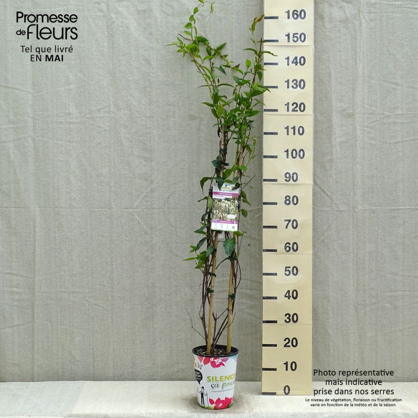 Esimerkki keväällä toimitetusta Myrttikuusama - Lonicera similis var. delavayi Pot de 4L/5L-taimesta