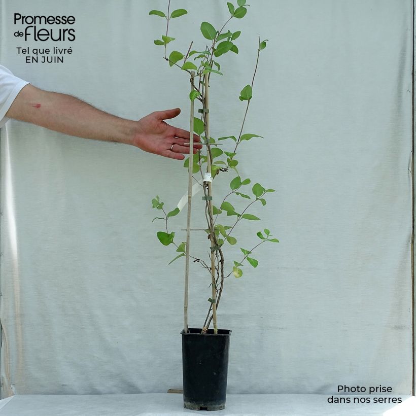 Esimerkki kesällä toimitetusta Koreaköynnöskuusama American Beauty Pot de 1,5L/2L-taimesta