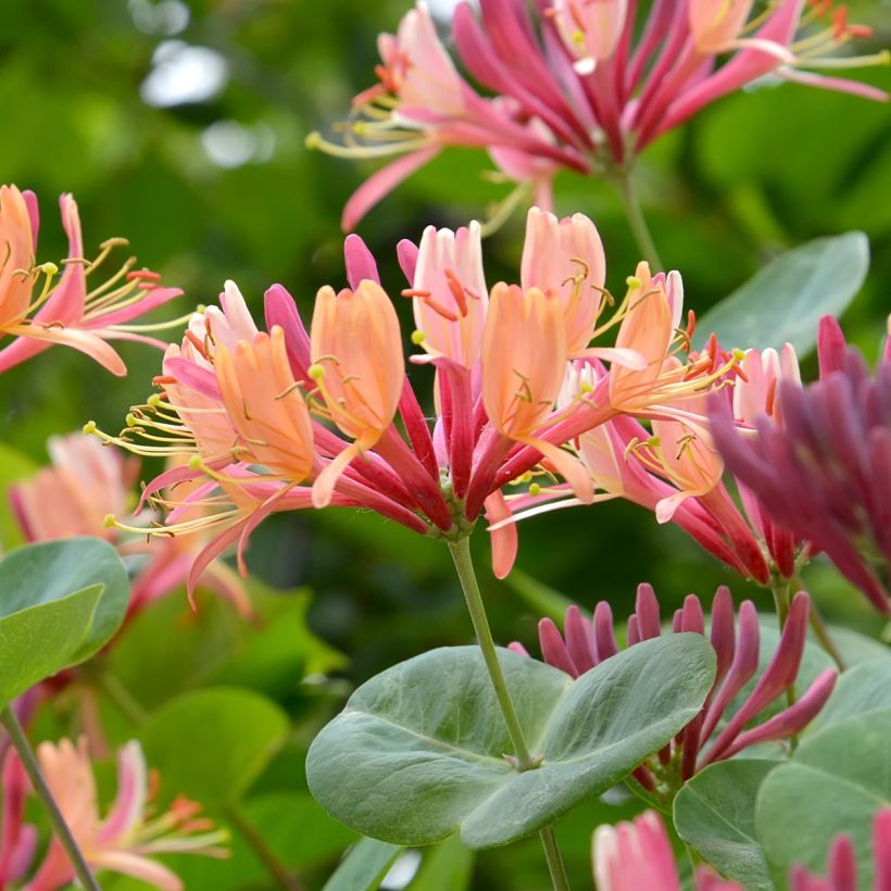 Koreaköynnöskuusama - Lonicera x heckrottii (Kukinta)