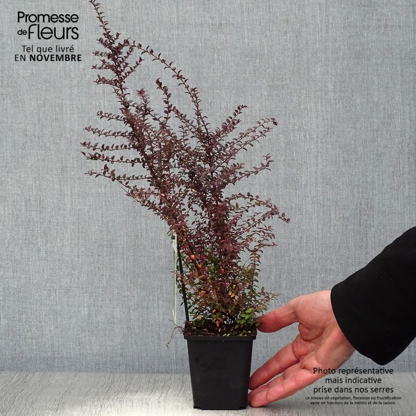 Esimerkki syksyllä toimitetusta Myrttikuusama Ernest Wilson 8/9 cm taimiruukku-taimesta