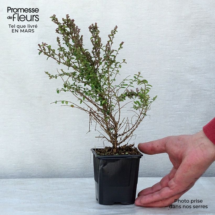 Esimerkki keväällä toimitetusta Myrttikuusama Ernest Wilson Taimiruukku 8/9 cm-taimesta