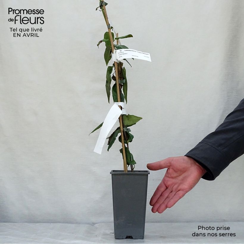 Example of Myrttikuusama Copper Beauty Pot de 2L/3L as you get in printemps