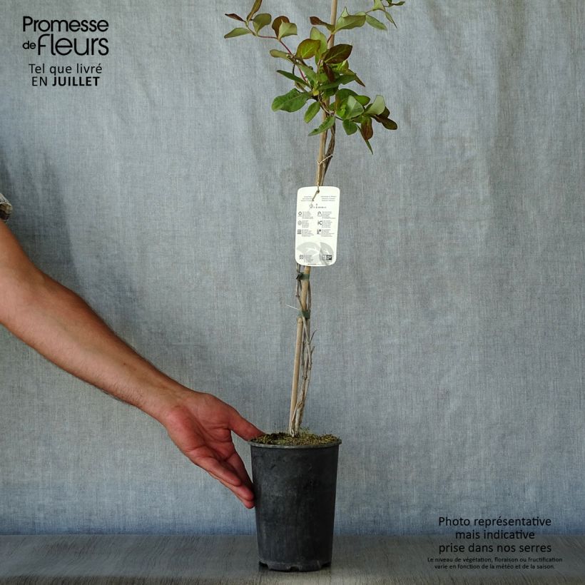 Esimerkki kesällä toimitetusta Kultaköynnöskuusama - Lonicera x tellmaniana Pot de 2L/3L-taimesta