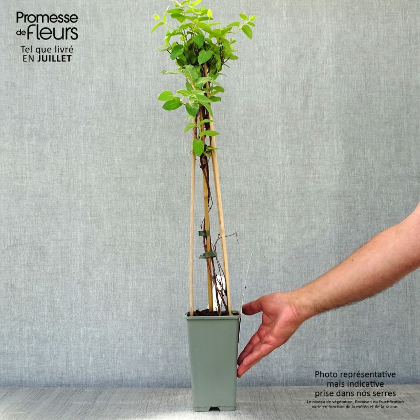 Esimerkki kesällä toimitetusta Japaninköynnöskuusama Halliana Pot de 2L/3L-taimesta
