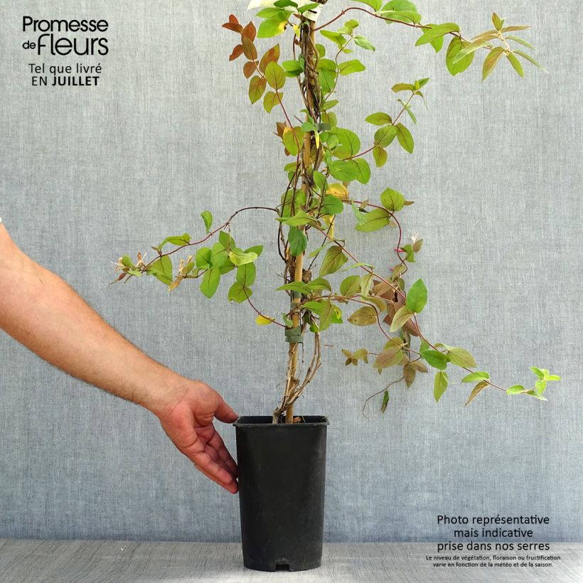 Esimerkki kesällä toimitetusta Japaninköynnöskuusama Sinensis Ruukku 2L / 3L-taimesta