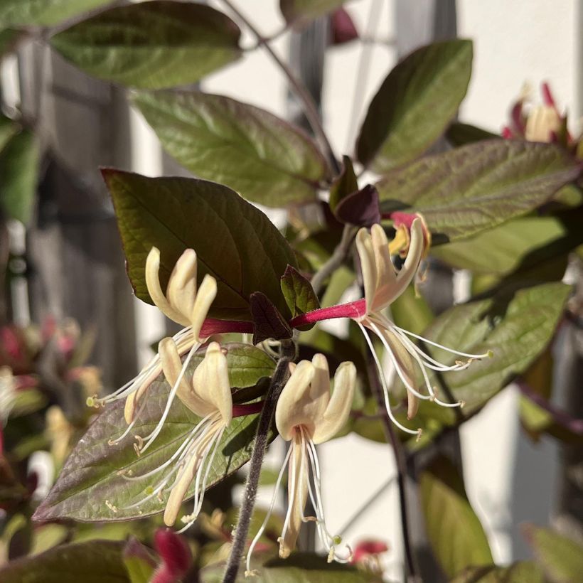 Japaninköynnöskuusama Sinensis (Kukinta)