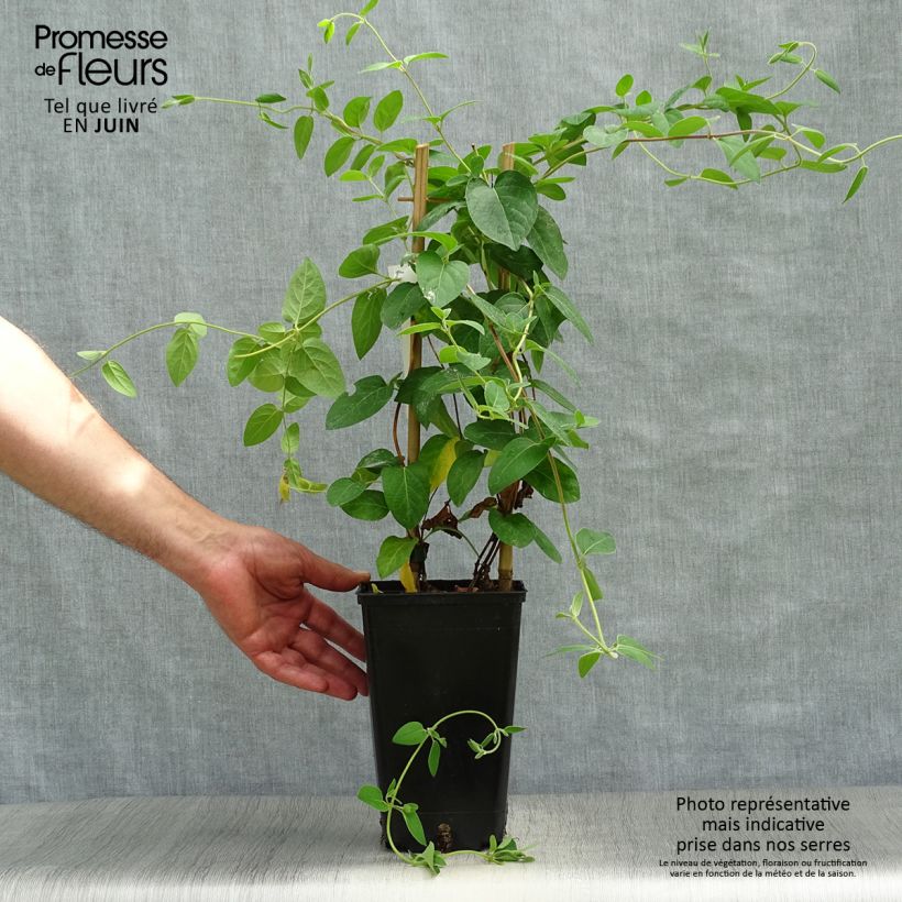 Esimerkki kesällä toimitetusta Japaninköynnöskuusama Hall's Prolific Pot de 2L/3L-taimesta