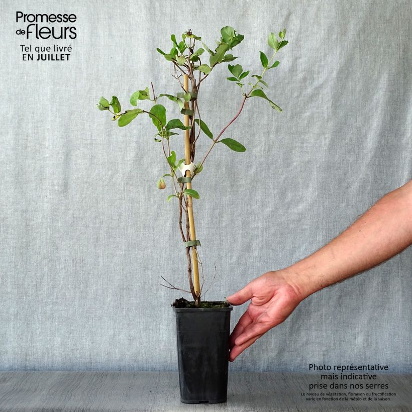 Esimerkki kesällä toimitetusta Tulikuusama Dropmore Scarlet Pot de 1L/1,5L-taimesta
