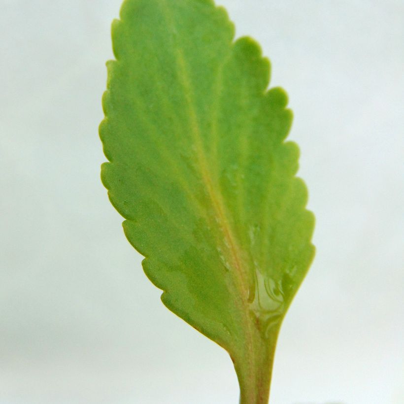 Kultakaari - Chiastophyllum oppositifolium (Lehvistö)