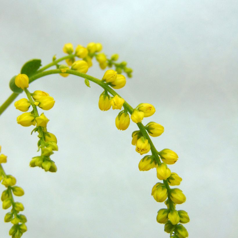 Kultakaari - Chiastophyllum oppositifolium (Kukinta)