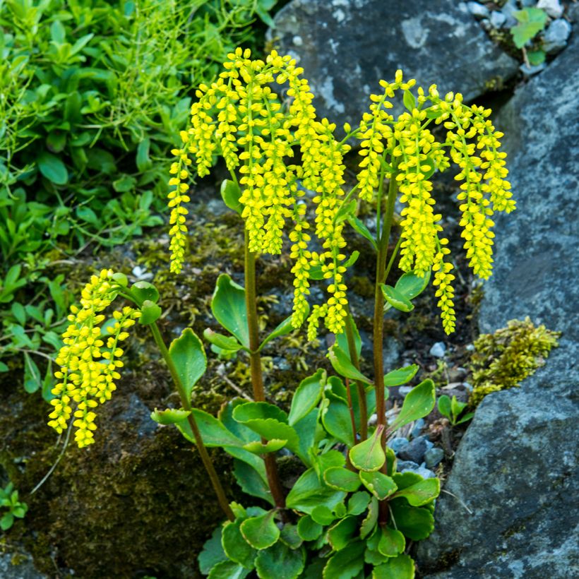 Kultakaari - Chiastophyllum oppositifolium (Kasvutapa)