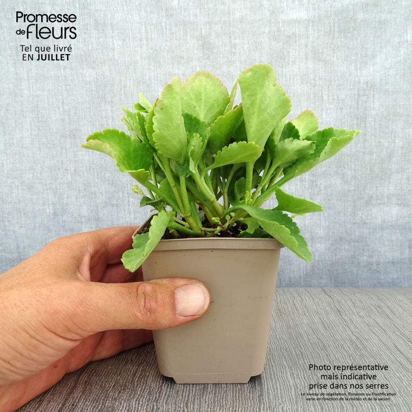 Esimerkki kesällä toimitetusta Kultakaari - Chiastophyllum oppositifolium Godet de 8/9 cm-taimesta