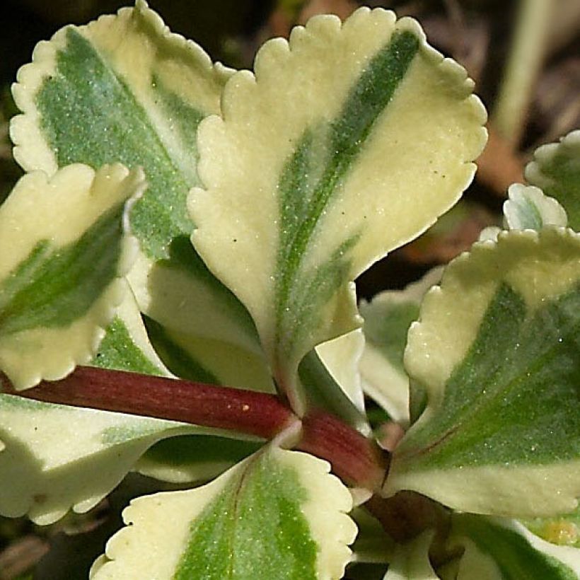 Kultakaari Variegatum (Lehvistö)