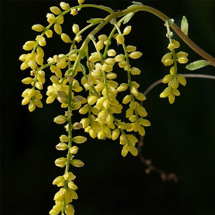 Kultakaari Variegatum (Kukinta)