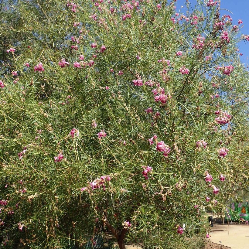 Chilopsis linearis (Kasvutapa)