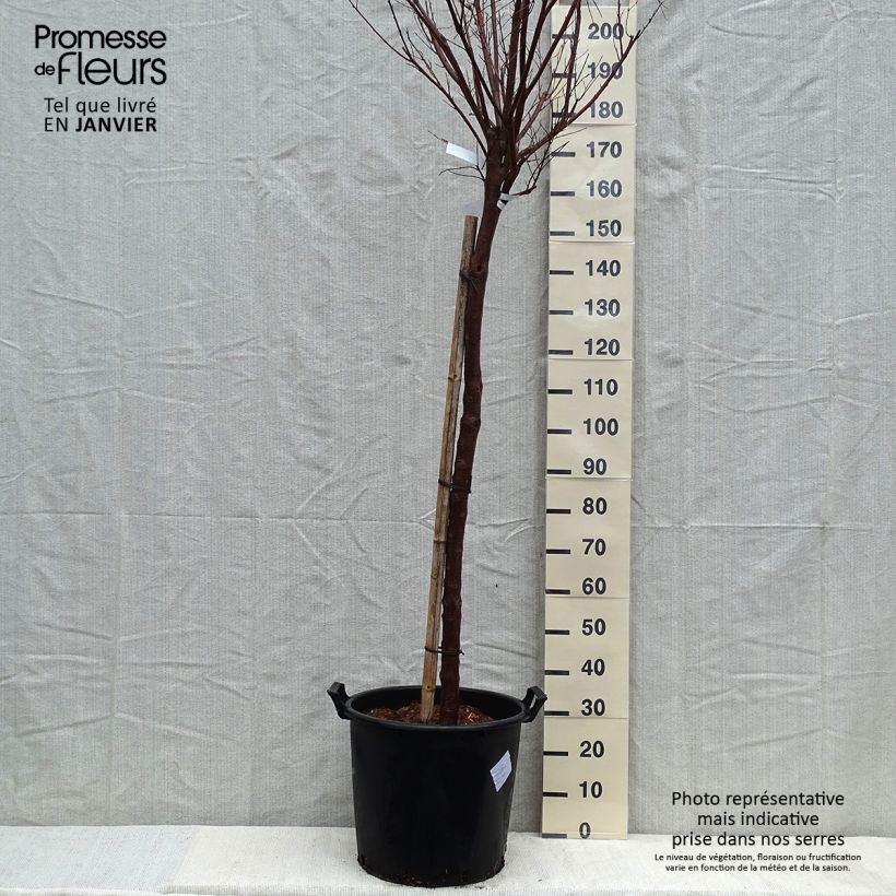 Esimerkki talvella toimitetusta Chilopsis linearis Burgundy Pot de 30L/35L, Tige-taimesta