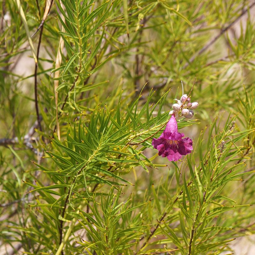 Chilopsis linearis Burgundy (Lehvistö)