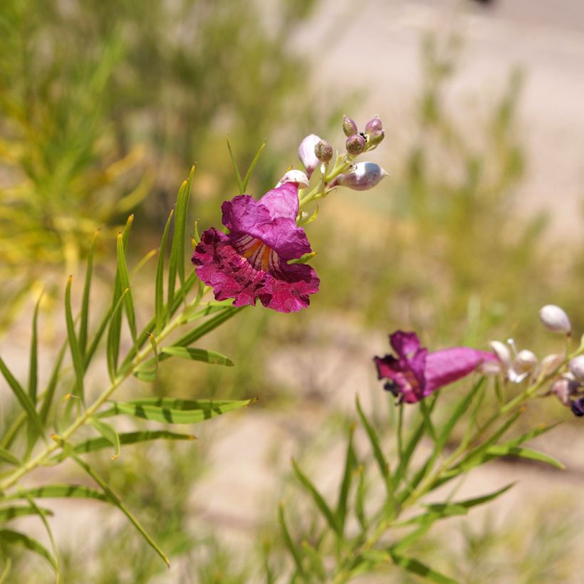Chilopsis linearis Burgundy (Kukinta)