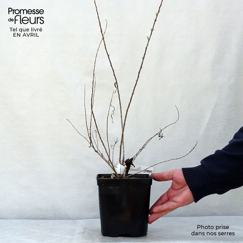 Esimerkki keväällä toimitetusta Chilopsis linearis Pot de 3L/4L-taimesta