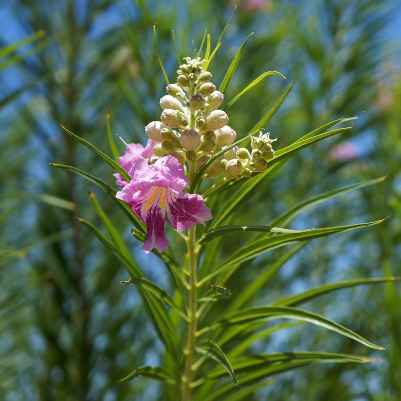 Chilopsis linearis (Lehvistö)