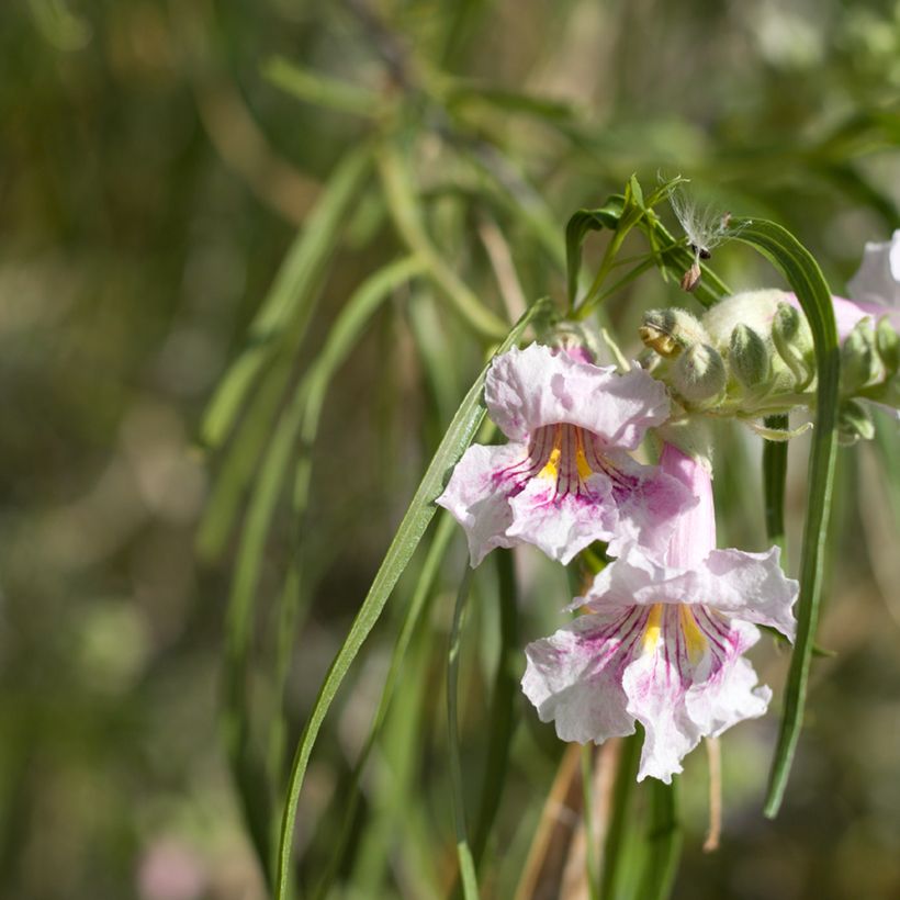 Chilopsis linearis (Kukinta)