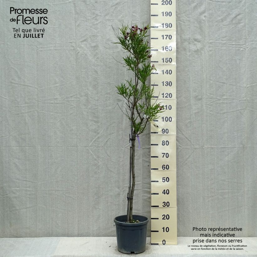 Esimerkki kesällä toimitetusta Chilopsis linearis Pot de 12L/15L-taimesta