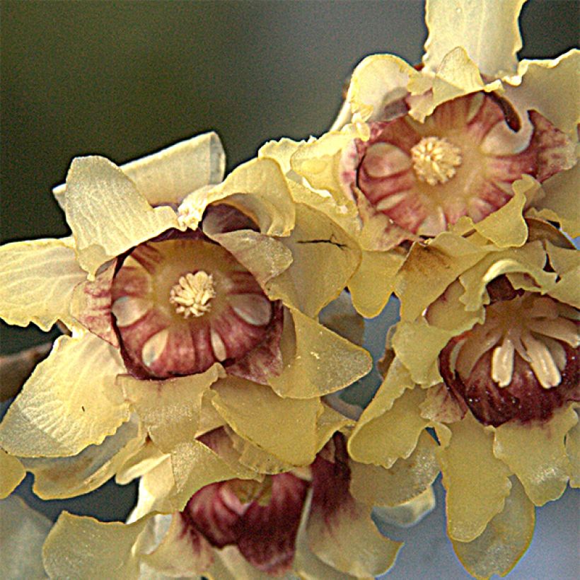 Tuoksutalvenlahja Grandiflorus (Kukinta)