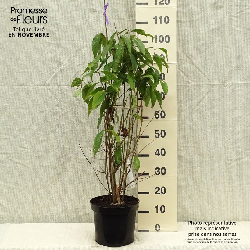 Esimerkki syksyllä toimitetusta Tuoksutalvenlahja - Chimonanthus praecox 7,5 litran / 10 litran ruukku-taimesta