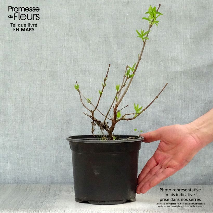 Esimerkki keväällä toimitetusta Tuoksutalvenlahja - Chimonanthus praecox Ruukku 3L / 4L-taimesta