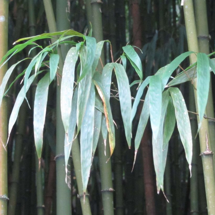 Chimonobambusa quadrangularis (Lehvistö)