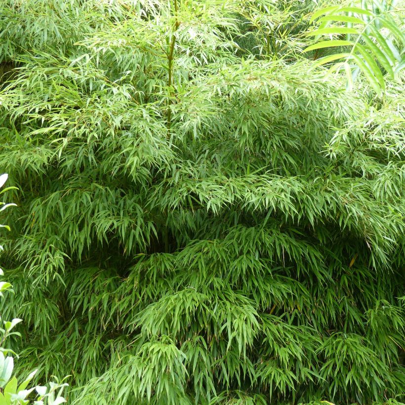 Chimonobambusa tumidissinoda Microphylla (Kasvutapa)