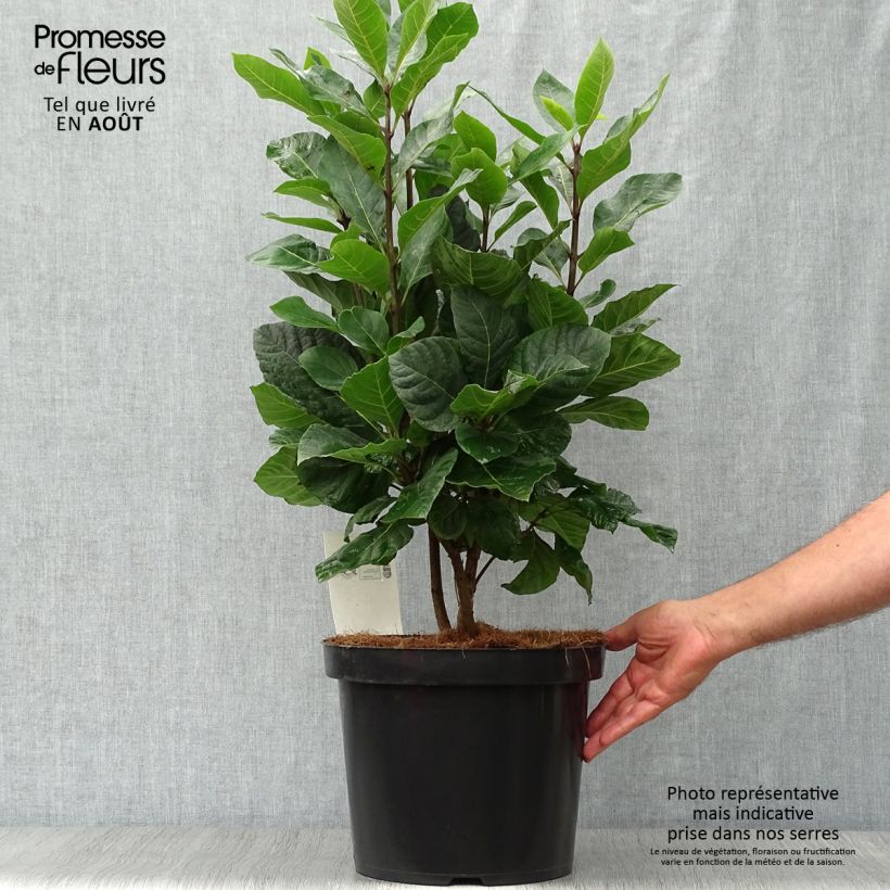 Esimerkki kesällä toimitetusta Partapensas - Chionanthus virginicus Ruukku 4L / 5L-taimesta
