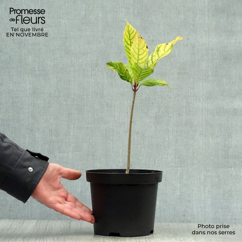 Esimerkki syksyllä toimitetusta Partapensas - Chionanthus virginicus 2 litran/3 litran ruukku-taimesta