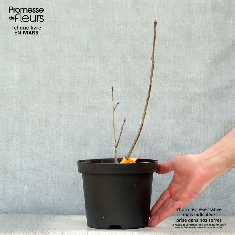 Esimerkki keväällä toimitetusta Partapensas - Chionanthus virginicus Ruukku 2L / 3L-taimesta