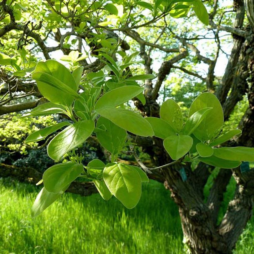 Partapuu - Chionanthus retusus (Lehvistö)