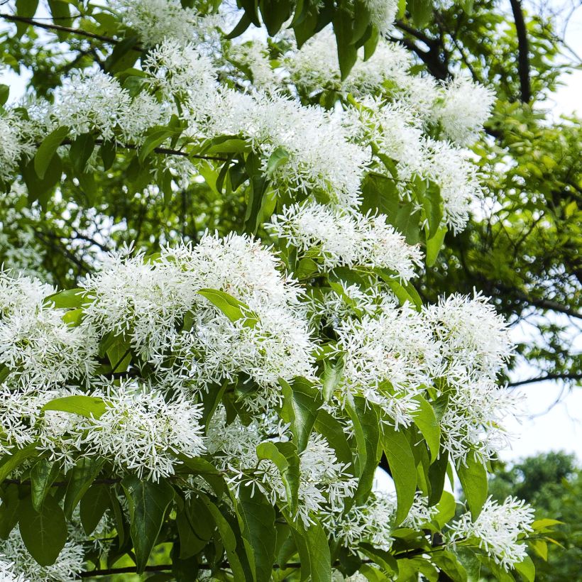 Partapuu - Chionanthus retusus (Kukinta)
