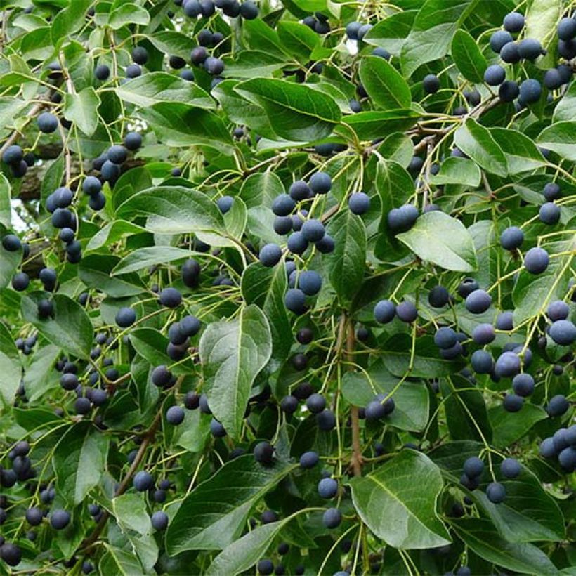 Partapuu - Chionanthus retusus (Sadonkorjuu)