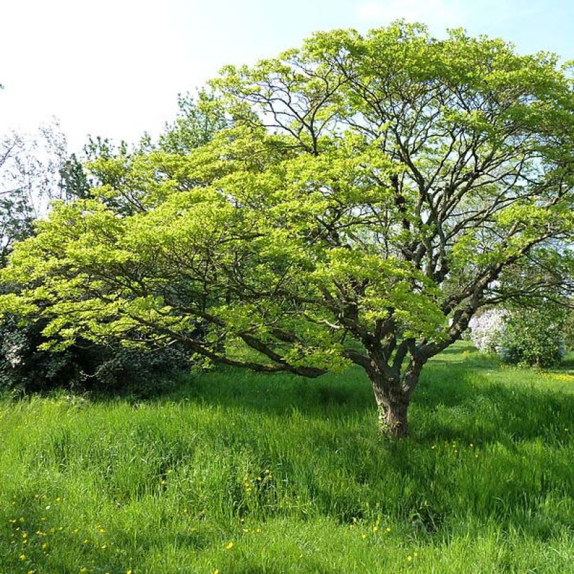Partapuu - Chionanthus retusus (Kasvutapa)