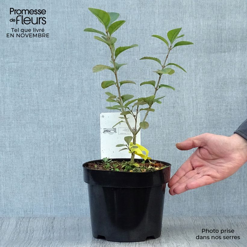 Esimerkki syksyllä toimitetusta Partapuu - Chionanthus retusus 3 litran/4 litran ruukku-taimesta