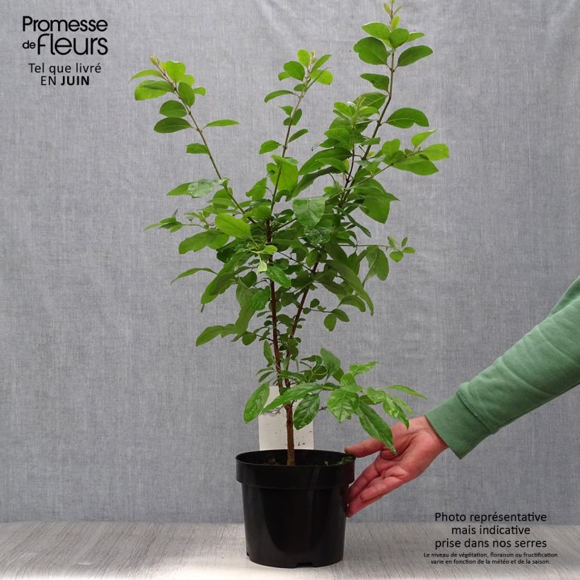 Esimerkki kesällä toimitetusta Partapuu - Chionanthus retusus Ruukku 3L / 4L-taimesta