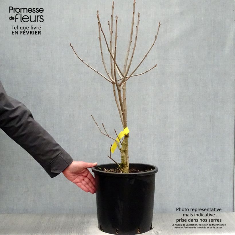 Esimerkki talvella toimitetusta Partapensas - Chionanthus virginicus Ruukku 12L / 15L-taimesta