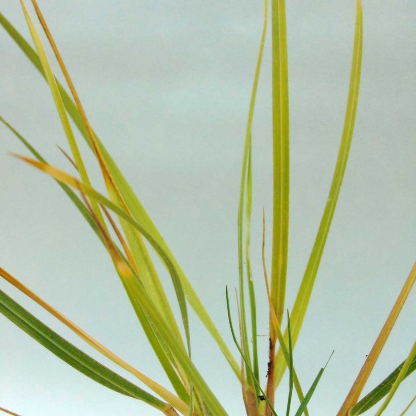 Chionochloa conspicua (Lehvistö)