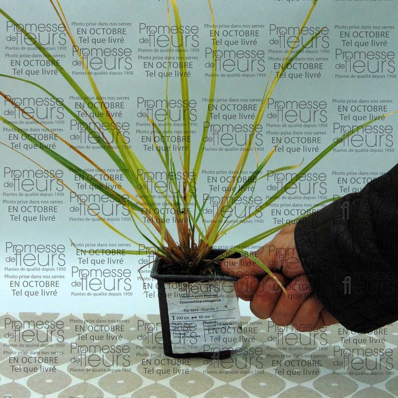 Esimerkki toimitetusta Chionochloa conspicua Godet de 8/9 cm-taimesta