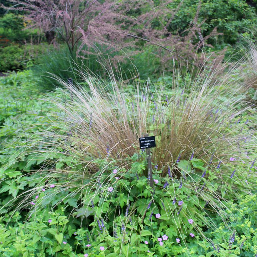 Chionochloa rubra (Kasvutapa)
